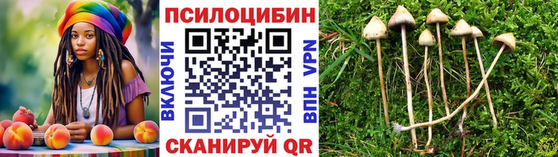 Галлюциногенные грибы Psilocybe  продажа наркотиков  Кировск 